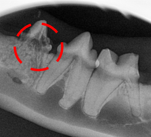 c764a0450f1a608d4c69de97bedfd091_1758854289_4605.jpg c764a0450f1a608d4c69de97bedfd091_1758854289_4605.jpg