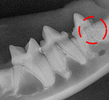 c764a0450f1a608d4c69de97bedfd091_1758854328_2508.jpg c764a0450f1a608d4c69de97bedfd091_1758854328_2508.jpg