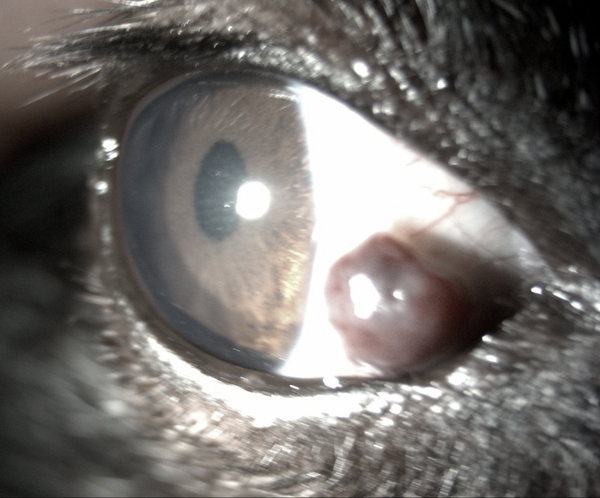 2593c1e82c71df7ae8d4868a4afba560_1761976895_5773.png 2593c1e82c71df7ae8d4868a4afba560_1761976895_5773.png